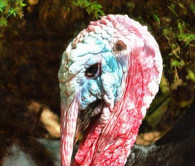 thanksgiving, turkey, live turkey, bird, holiday, Thanksgiving Day,  