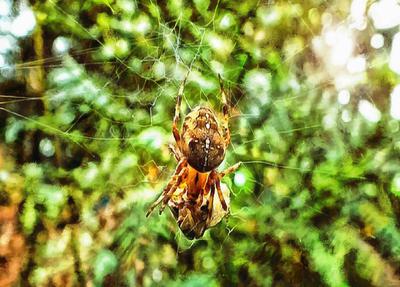 spider, spiders, horror, arachnids, villi, legs, scary, cobweb, insects, halloween, - stock free images, public domain, free images, download images for free, public domain photos, free stock image 