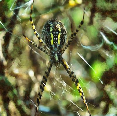 spider, spiders, horror, arachnids, villi, legs, scary, cobweb, insects, halloween, - stock free images, public domain, free images, download images for free, public domain photos, free stock image 