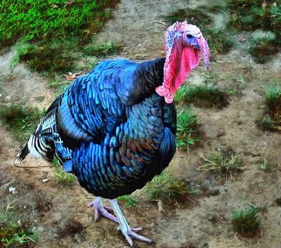 thanksgiving, turkey, live turkey, bird, holiday, Thanksgiving Day,  