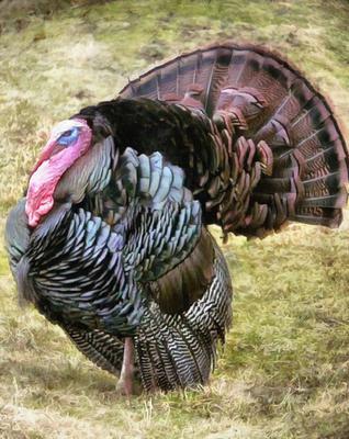 thanksgiving, turkey, live turkey, bird, holiday, Thanksgiving Day,  