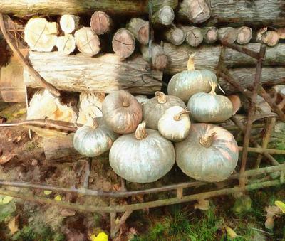 pumpkin, holiday, lots of pumpkins, garden, spooky, trick or treet, halloween -  stock free photos, public domain images, download free images, free stock images, public domain 