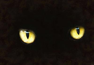  snout, cat, kitten, furry, eyes, Purring, spooky, halloween, -  stock free photos, public domain images, download free images, free stock images, public domain