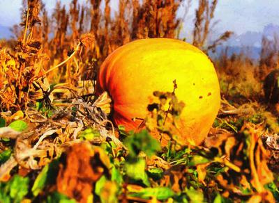 pumpkin, head, vegetable, flame, holiday, candle, celebration,  - halloween, free photos, freeimages, free stock images, public domain images, download free images, stock free images 