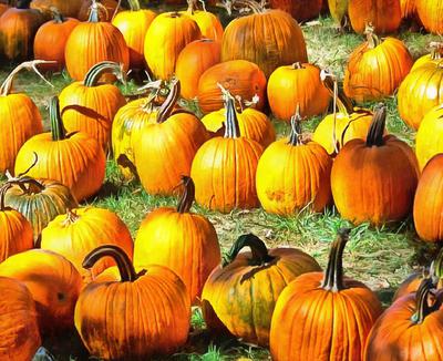 vegetables, harvest, pumpkin, thanksgiving, holiday, 