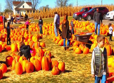 vegetables, harvest, pumpkin, thanksgiving, holiday, 