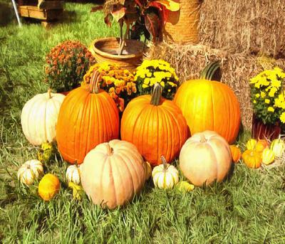 pumpkin, trade, tray, stall, holiday, lots of pumpkins, garden, spooky, halloween -  stock free photos, public domain images, download free images, free stock images, public domain