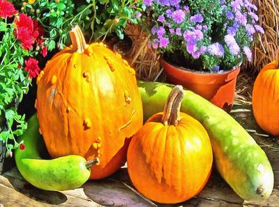 сelebration, pumpkin, holiday, lots of pumpkins, garden, spooky, halloween -  stock free photos, public domain images, download free images, free stock images, public domain 