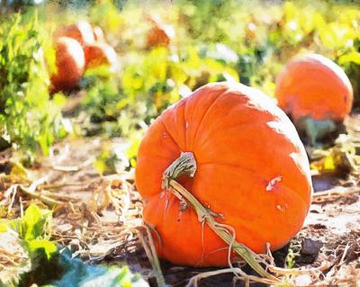 pumpkin, holiday, head, smile, vegetables, fun, - halloween, holiday, free images, public domain images, free stock images, download images, free pictures