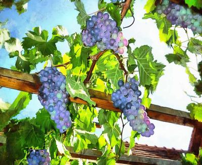 grape, grapes, arbor, blue grapes,