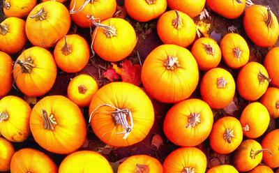 vegetables, harvest, pumpkin, thanksgiving, holiday, 