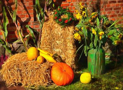 hay, straw, pumpkins, harvest, harvesting,