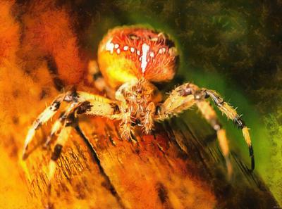 spider, spiders, horror, arachnids, villi, legs, scary, cobweb, insects, halloween, - stock free images, public domain, free images, download images for free, public domain photos, free stock image 