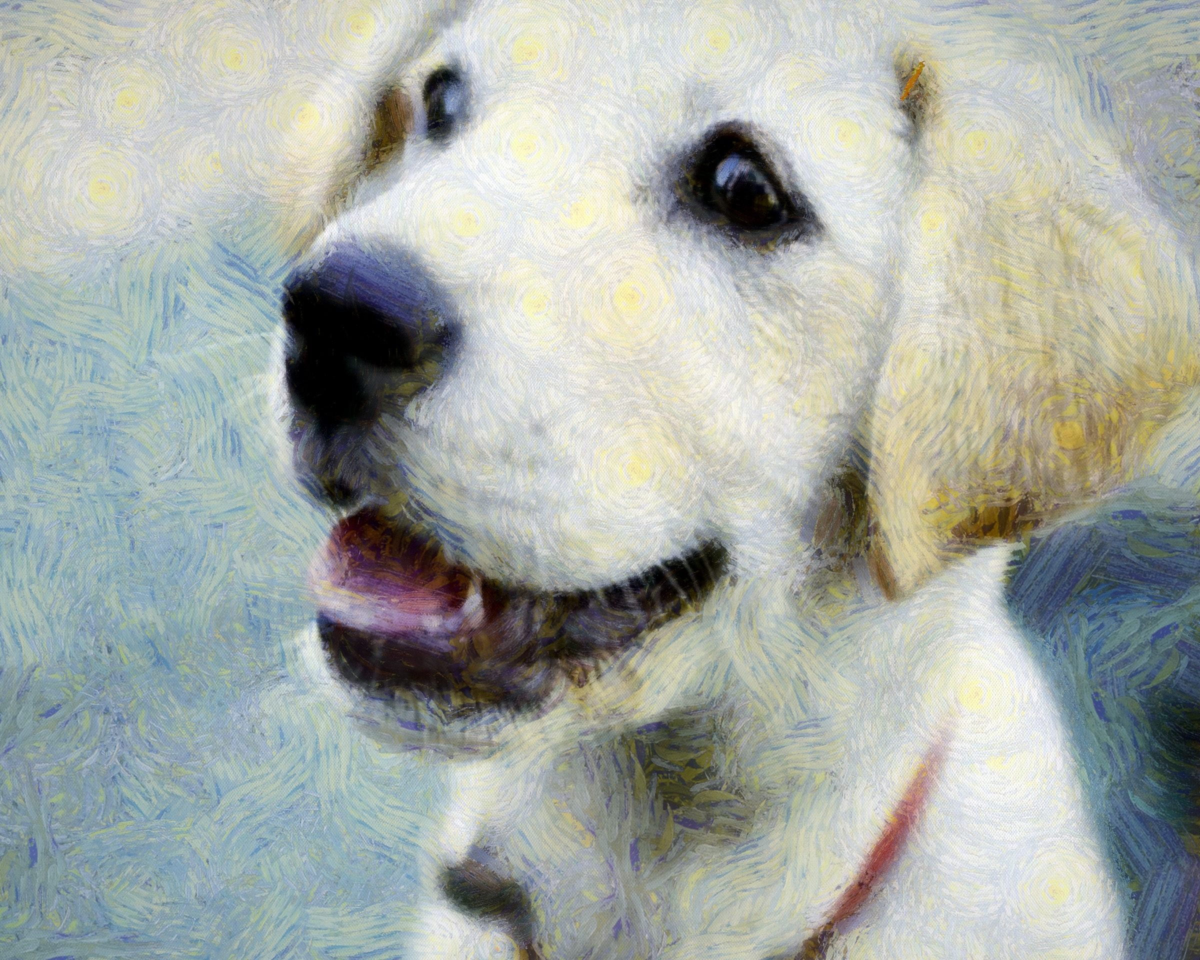 dog, puppy, small dog, dog playing, dog looking, nice dog, dog free image, dog free picture, license test dog, public domain image!