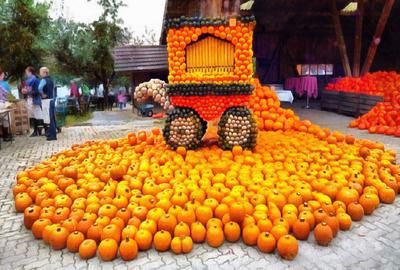 vegetables, harvest, pumpkin, thanksgiving, holiday, 