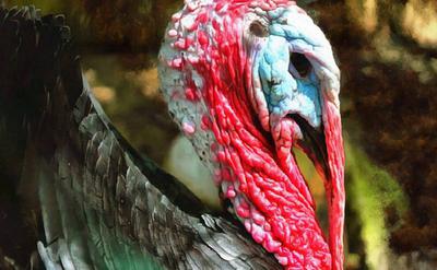 thanksgiving, turkey, live turkey, bird, holiday, Thanksgiving Day,  