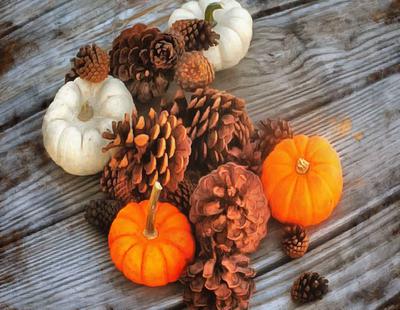 vegetables, harvest, pumpkin, thanksgiving, holiday, 