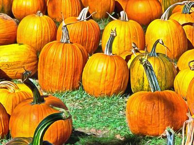 сelebration, pumpkin, holiday, lots of pumpkins, garden, spooky, halloween -  stock free photos, public domain images, download free images, free stock images, public domain 