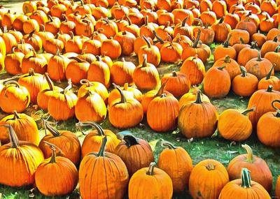 сelebration, pumpkin, holiday, lots of pumpkins, garden, spooky, halloween -  stock free photos, public domain images, download free images, free stock images, public domain 