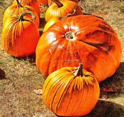 сelebration, pumpkin, holiday, lots of pumpkins, garden, spooky, halloween -  stock free photos, public domain images, download free images, free stock images, public domain 