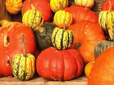 pumpkin, holiday, lots of pumpkins, garden, spooky, trick or treet, halloween -  stock free photos, public domain images, download free images, free stock images, public domain 