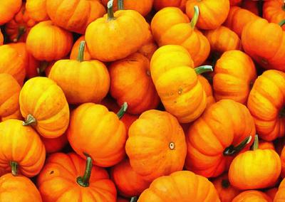 pumpkin, wheelbarrow, cart, trade, tray, stall, holiday, lots of pumpkins, garden, spooky, halloween -  stock free photos, public domain images, download free images, free stock images, public domain