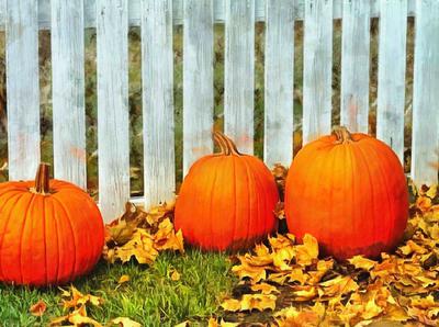 pumpkin, trade, tray, stall, holiday, lots of pumpkins, garden, spooky, halloween -  stock free photos, public domain images, download free images, free stock images, public domain