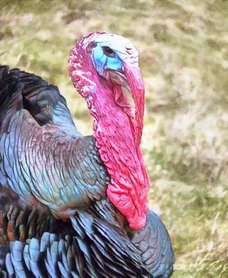 thanksgiving, turkey, live turkey, bird, holiday, Thanksgiving Day,  