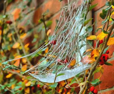 spider, spiders, horror, arachnids, villi, legs, scary, cobweb, insects, halloween, - stock free images, public domain, free images, download images for free, public domain photos, free stock image 