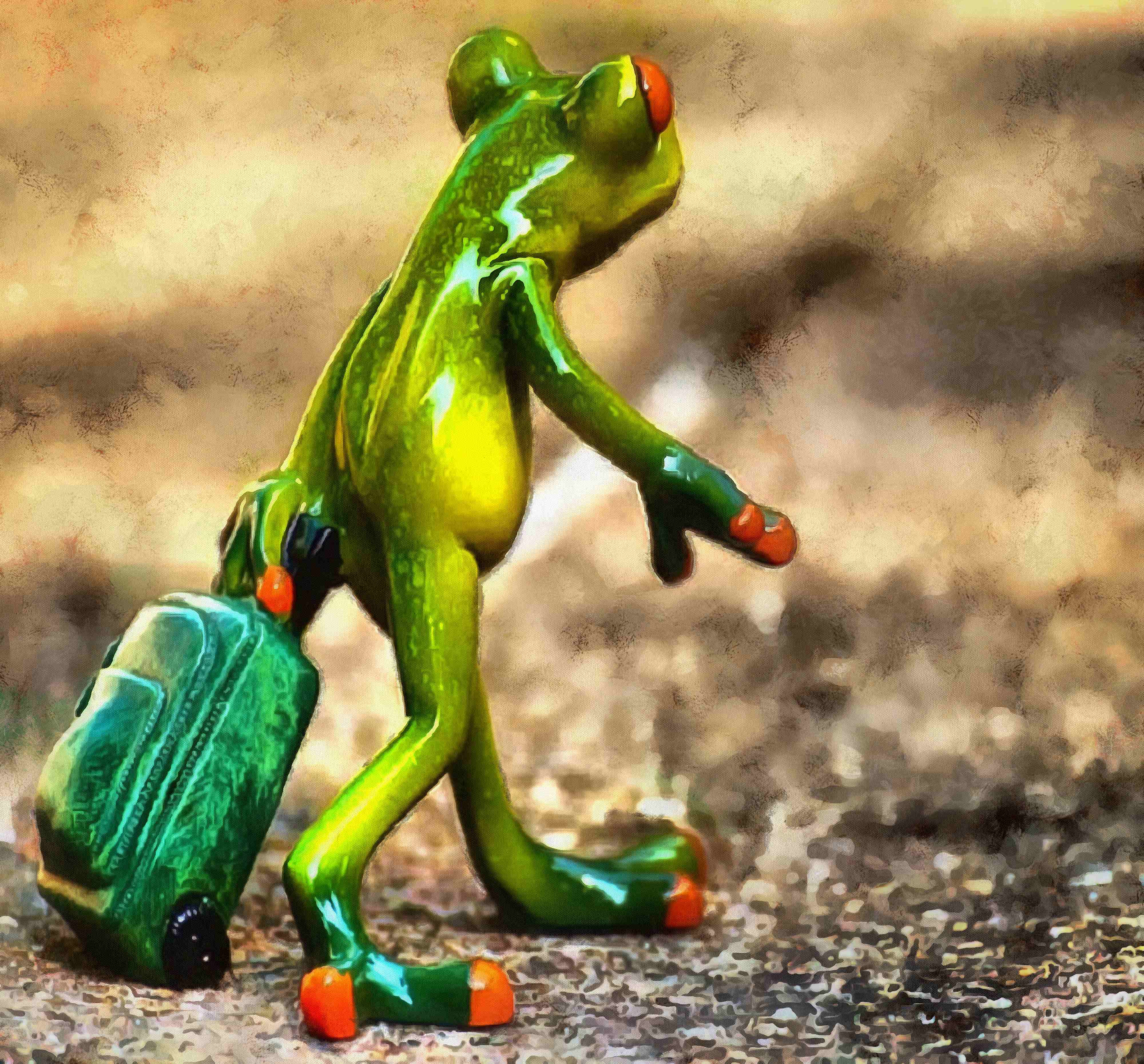 Green frog, frog, from traveller, free stock frog image, frog free photo