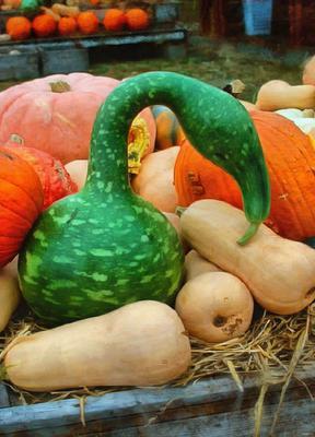 pumpkin, holiday, head, smile, vegetables, fun, - halloween, holiday, free images, public domain images, free stock images, download images, free pictures