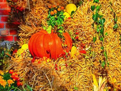 pumpkin, harvest, holiday, vegetable