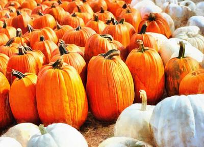 vegetables, harvest, pumpkin, thanksgiving, holiday, 