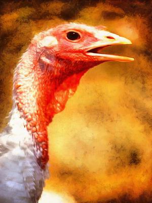 thanksgiving, turkey, live turkey, bird, holiday, Thanksgiving Day,  