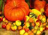 thanksgiving pumpkins,  ripe, crop, pumpkins,  pumpkin, yield, vegetables, holiday,  - thanksgiving, stock free image, public domain photos, free stock photo, download public domain images. 