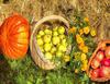 thanksgiving pumpkins,  ripe, crop, pumpkins,  pumpkin, yield, vegetables, holiday,  - thanksgiving, stock free image, public domain photos, free stock photo, download public domain images. 