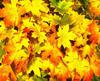 autumn, leaves, yellow leaves, leaf,