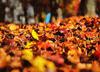 autumn, red leaves, yellow leaves, leaf,