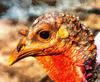 thanksgiving, turkey, live turkey, bird, holiday, Thanksgiving Day,  