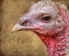 thanksgiving, turkey, live turkey, bird, holiday, Thanksgiving Day,  