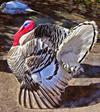 thanksgiving, turkey, live turkey, bird, holiday, Thanksgiving Day,  