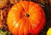 vegetables, harvest, pumpkin, thanksgiving, holiday, 