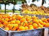 thanksgiving pumpkins,  ripe, crop, pumpkins,  pumpkin, yield, vegetables, holiday,  - thanksgiving, stock free image, public domain photos, free stock photo, download public domain images. 