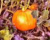 pumpkin, vegetable, celebration, Pumpkin  - halloween, free photos, free images, free stock photos, public domain images, stock free images, download free images  