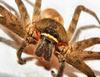 spider, spiders, horror, arachnids, villi, legs, scary, cobweb, insects, halloween, - stock free images, public domain, free images, download images for free, public domain photos, free stock image 