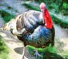 thanksgiving, turkey, live turkey, bird, holiday, Thanksgiving Day,  