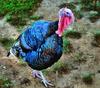 thanksgiving, turkey, live turkey, bird, holiday, Thanksgiving Day,  