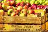 crop, apples, holiday, fruit, wealth, summer,