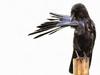 crow, flying, bird, birds, feathers, halloween, -  stock free photos, public domain images, download free images, free stock images, public domain 
