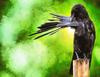 crow, flying, bird, birds, feathers, halloween, -  stock free photos, public domain images, download free images, free stock images, public domain 